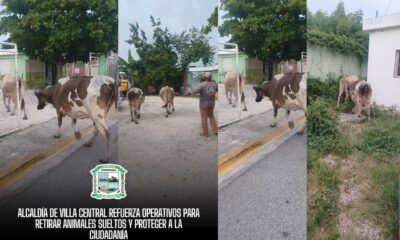 operativos de captura de animales