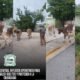 operativos de captura de animales