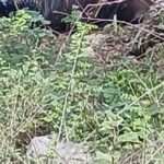 Cuerpo de hombre desaparecido en Barahona es hallado en descomposición