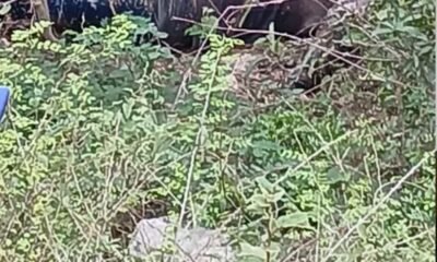Cuerpo de hombre desaparecido en Barahona es hallado en descomposición