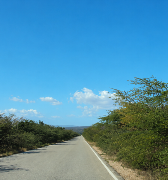 Maleza arropa carretera Barahona-Sanjuan