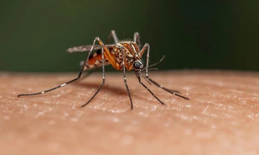 dengue-se-mantiene-bajo-control-en-republica-dominicana-pese-al-aumento-de-caso-