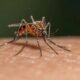 dengue-se-mantiene-bajo-control-en-republica-dominicana-pese-al-aumento-de-caso-