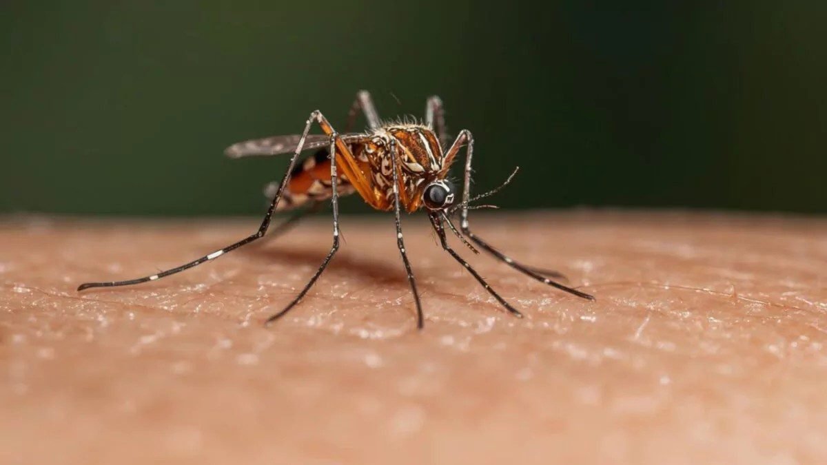 dengue-se-mantiene-bajo-control-en-republica-dominicana-pese-al-aumento-de-caso-