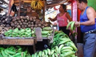 Precio del plátano podría llegar a RD$50 desde la próxima semana