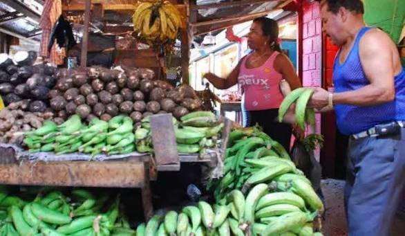 Precio del plátano podría llegar a RD$50 desde la próxima semana